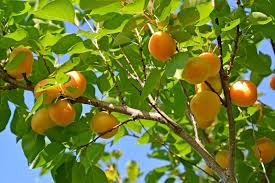 Moongold Apricot Scion Cuttings (6 Unrooted) - Prunus armeniaca for Grafting or Rooting