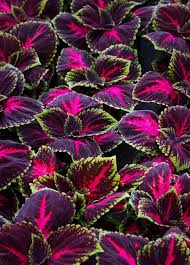 Red Giant Kong Coleus Rooted Cuttings - 5-7" | Coleus x hybridus