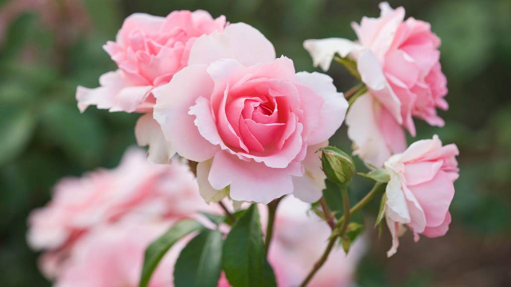 French Rose Unrooted Cuttings (Rosa) - 4 x 6-8" — Propagation for Rooting & Planting