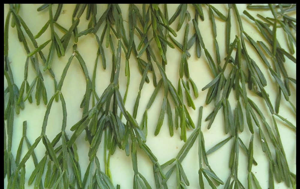 Rhipsalis cassutha Cuttings - 5 Stem Pieces, Epiphytic Cactus, Red Fruit Form, Zones 10-12