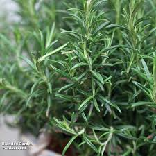 Rosemary Herb Seeds - Salvia rosmarinus, 100 mg for Planting