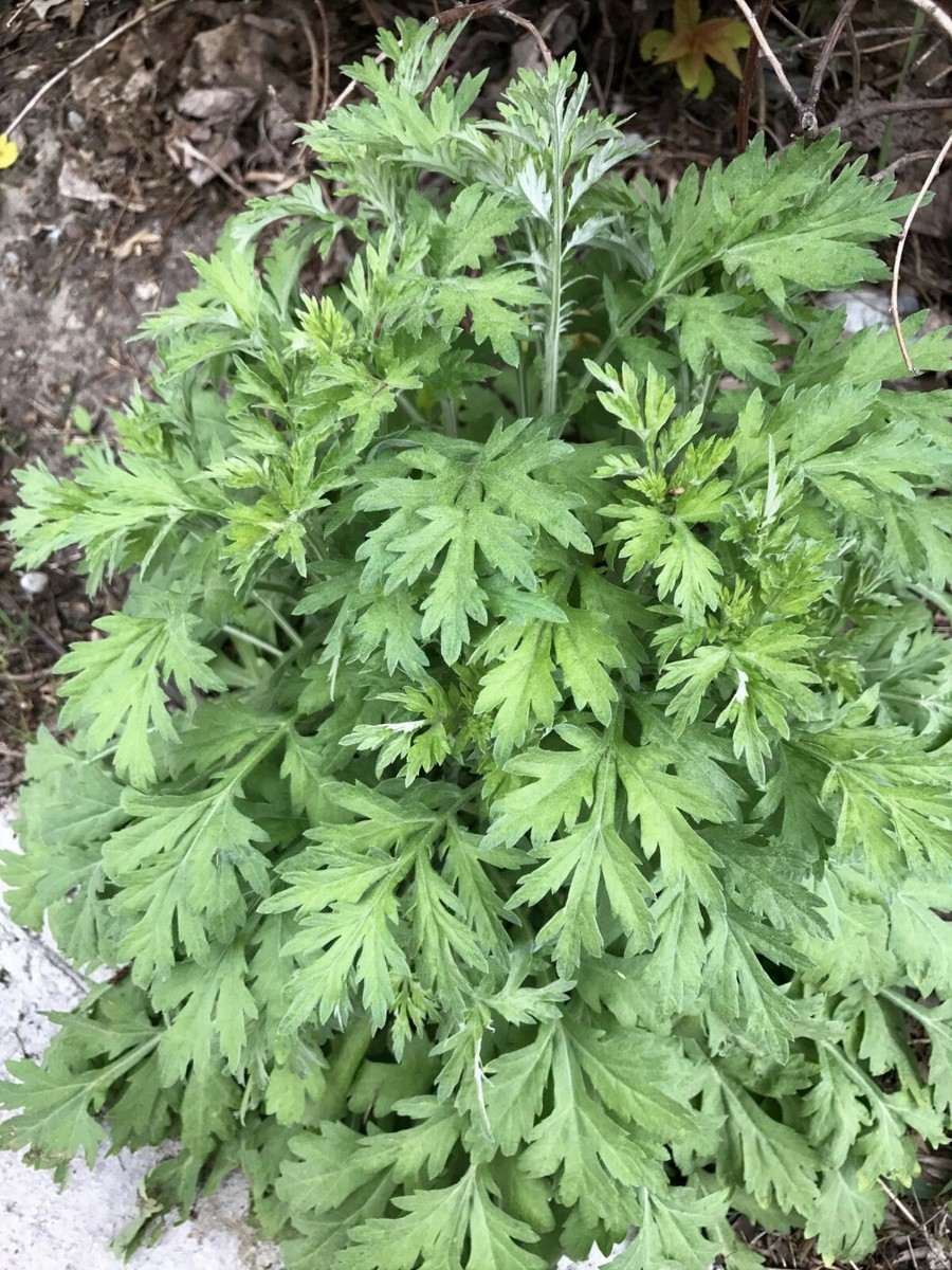 100 Seeds Japanese Mugwort (Artemisia princeps, Yomogi) - Culinary Herb for Planting