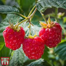 Red Raspberry Heritage Unrooted Scion Cuttings (4) - 10-12" Rubus idaeus for Rooting or Grafting