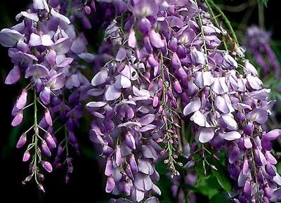 Japanese Wisteria Floribunda Cuttings (2) - 10" Rooted - Pink/Blue/Purple Blooms