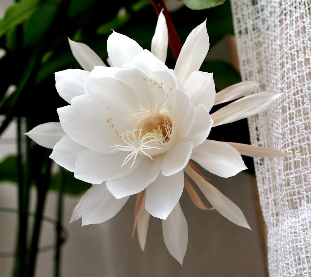 Queen of the Night Cactus Cutting Epiphyllum oxypetalum - Unrooted 3-Leaf Cutting