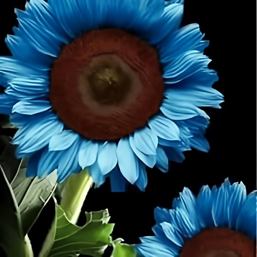 Midnight Oil Blue Sunflower Seeds - 50 Honeydew? No, Midnight Oil Helianthus annuus Seed Pack