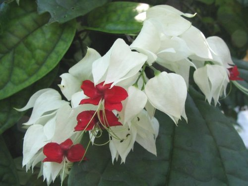 Bleeding Heart Clerodendrum thomsoniae Rooted Starter Plant – White & Red Blooms