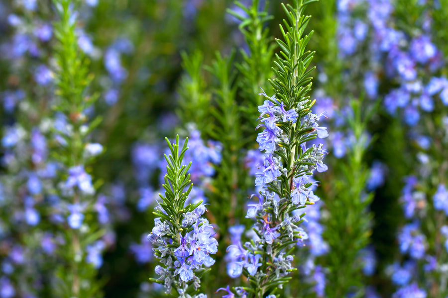 Rosemary Herb Cuttings - Rosmarinus officinalis | 4 Unrooted Cuttings, Hardy to 0°F, Culinary Herb