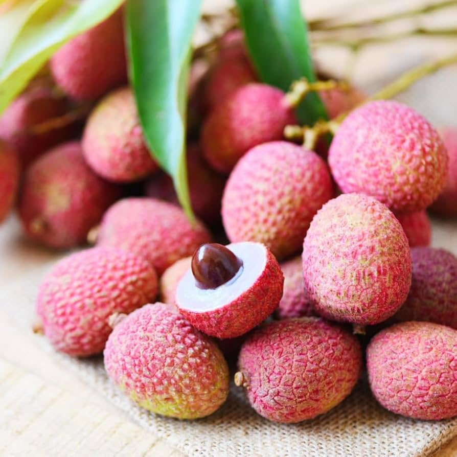 Lychee Seeds - 10 Fresh Litchi Chinensis Seeds, Heirloom, Non-GMO