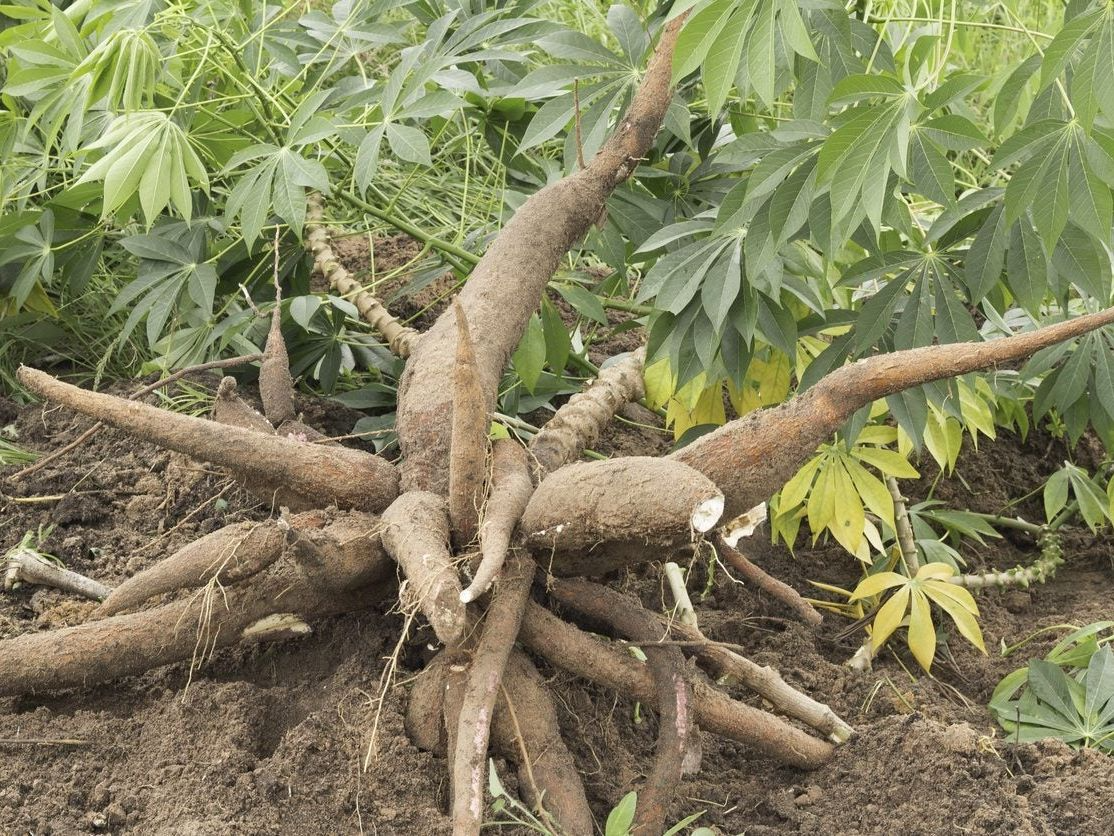 Yucca Cassava Cuttings (5) 5-8 Inch Stems - Edible Manihot esculenta