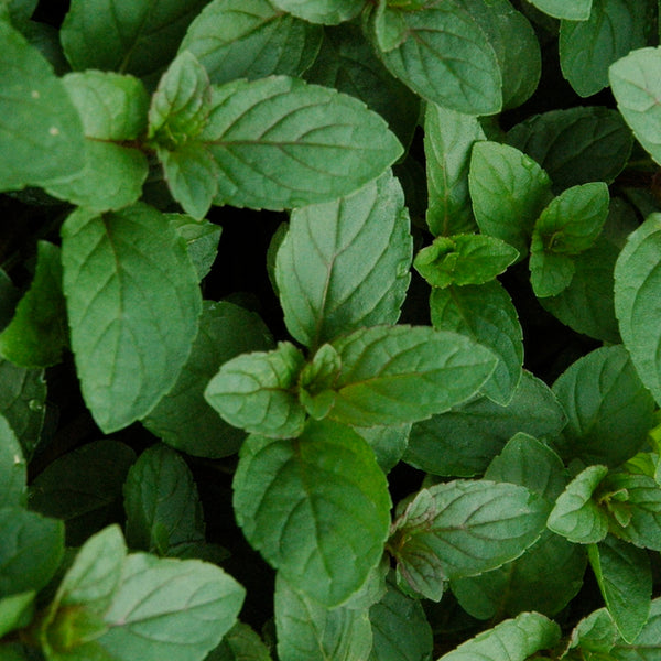 Chocolate Mint Small Bush Plant (Mentha x piperita) - 8" Cuttings, Aromatic for Tea & Cooking