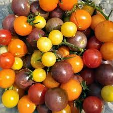 Rainbow Cherry Tomato Seeds — 100 Non-GMO Heirloom Solanum lycopersicum