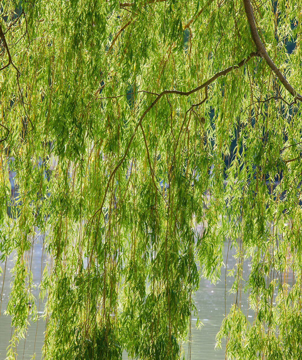 Salix babylonica Weeping Willow Bonsai Stock Cutting (Unrooted) - Zone 6-8