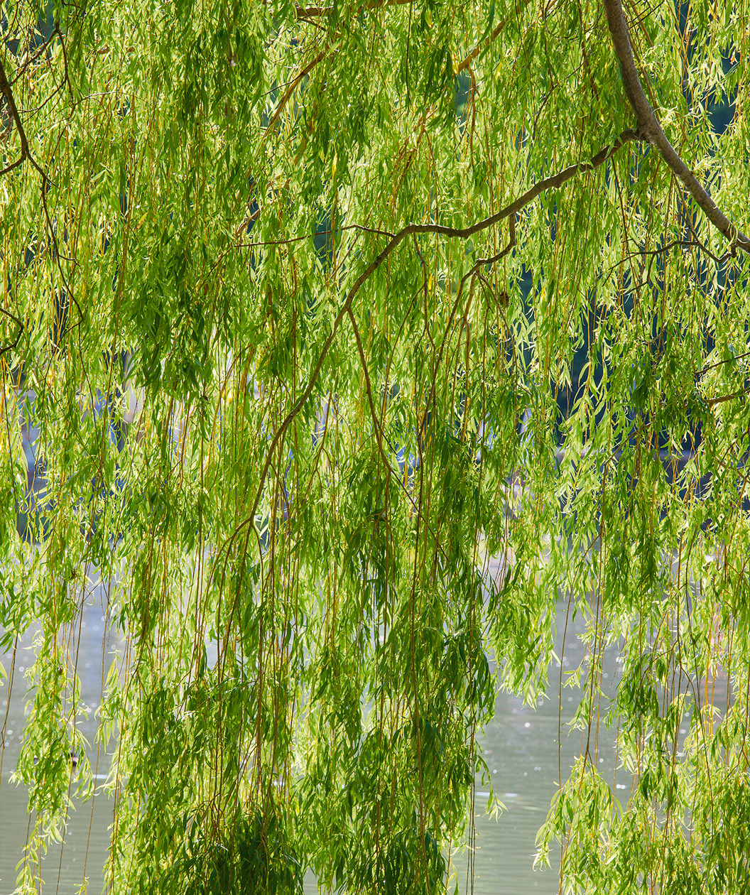 Salix babylonica Weeping Willow Bonsai Stock Cutting (Unrooted) - Zone 6-8