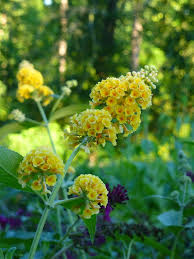 Buddleja davidii Yellow Butterfly Bush Live Plant - Deciduous Shrub, Fragrant Yellow Blooms, Zones 5-9