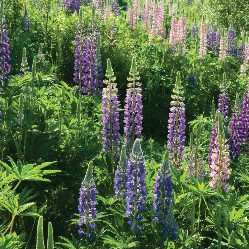 Lupinus Seeds - 50 Count - Wild Alaska Harvested Perennial Flower