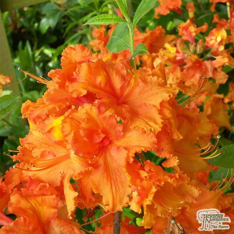 Gibraltar Deciduous Azalea Starter Plant | Rhododendron, Orange Blooms, Partial Sun