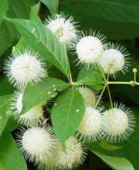 Buttonbush Plant Cephalanthus occidentalis Bare Root 12-18" | Native Wetland Shrub