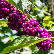 Callicarpa americana Bonsai Beautyberry Seeds - 20 Non-GMO Seeds for Bonsai & Ornamental Use