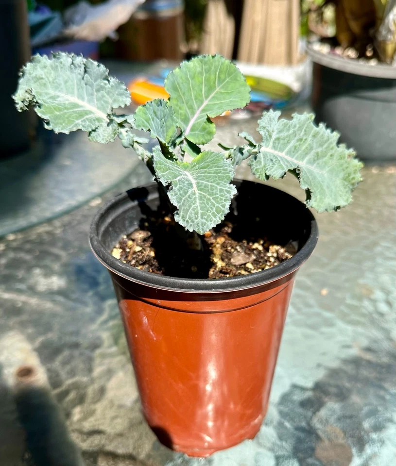 Purple Tree Kale Cuttings - 2 Unrooted 5-7