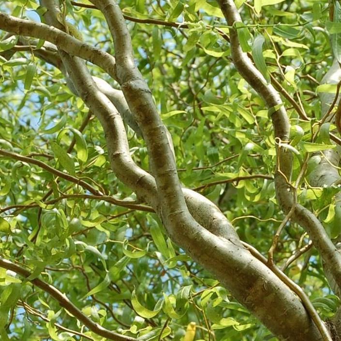 Corkscrew Willow Cuttings (Salix matsudana 'Tortuosa') - 10 Live Stems