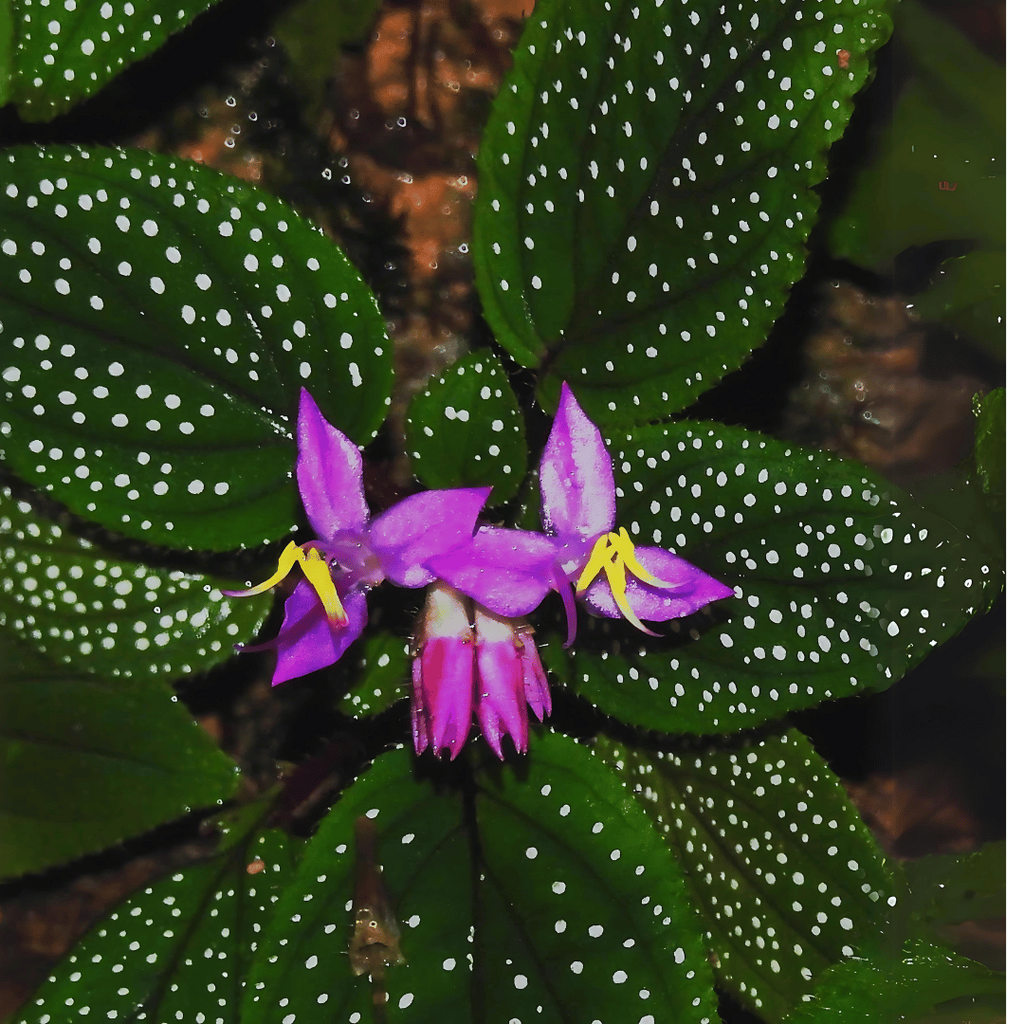 Sonerila 'Galaxy' Terrarium Plant | Rare Melastomataceae, Potted with Roots, Low-Medium Light