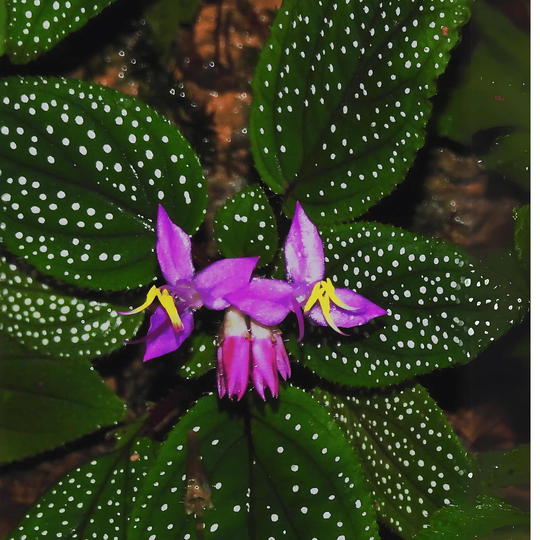 Sonerila 'Galaxy' Terrarium Plant | Rare Melastomataceae, Potted with Roots, Low-Medium Light