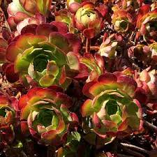 Aeonium 'Jack Catlin' Cuttings (12) — 6" Unrooted, Drought-Tolerant Succulent