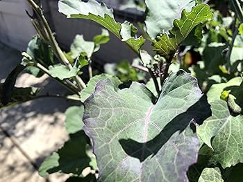 Purple Tree Collard Cuttings - 3 Unrooted Cuttings (Brassica oleracea) Perennial Vegetable