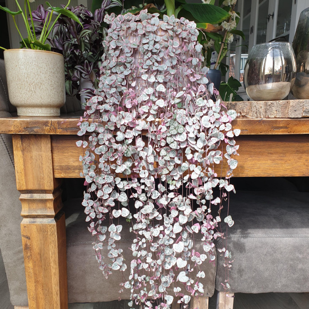 Variegated String of Arrows Cuttings (Ceropegia woodii 'Variegata') - Propagation Cup