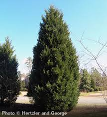 Leyland Cypress Trees - 5 Bare Root Starter Plants 12–24" | Fast-Growing Evergreen Privacy Windbreak