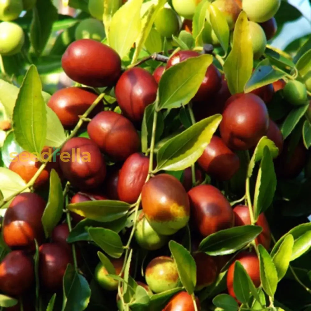 Jujube Unrooted Cuttings (5 pcs) – Ziziphus jujuba | Edible Fruit Tree for Garden & Orchard