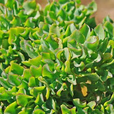 Crassula arborescens 'Undulatifolia' Cuttings (Ripple Jade) - 3 Unrooted Stems, 4-5"