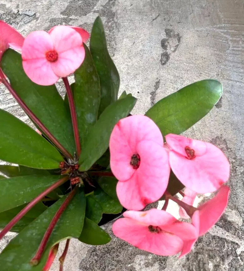 Euphorbia milii Cuttings (Thai Hybrid Crown of Thorns) - Rooted Stem, Pink Flowers, USDA Zones 9-11