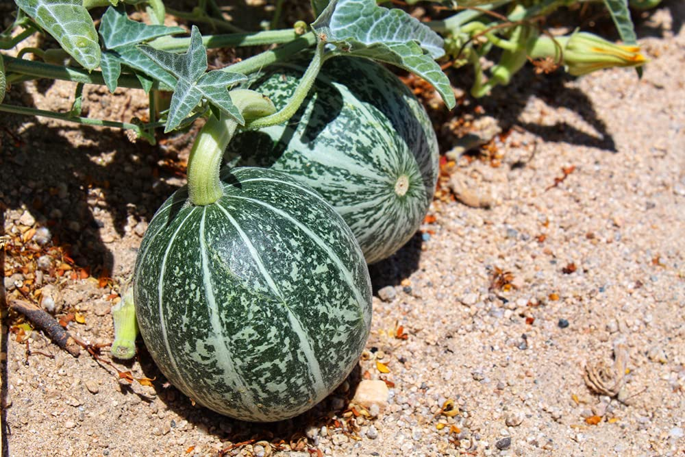 Silver Fox Melon Seeds - Rare Heirloom Cucumis melo, Striped Green/Silver Rind