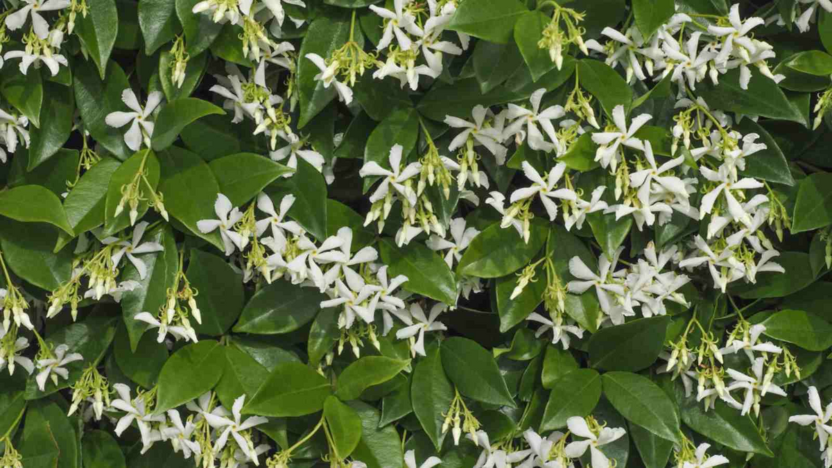White Star Jasmine Cuttings (6) - Trachelospermum jasminoides, Fragrant Evergreen Vine