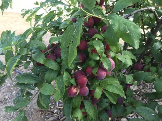 Sweet Pluerry Scions (5) - Plum x Cherry Hybrid Grafting Cuttings, 3-6"