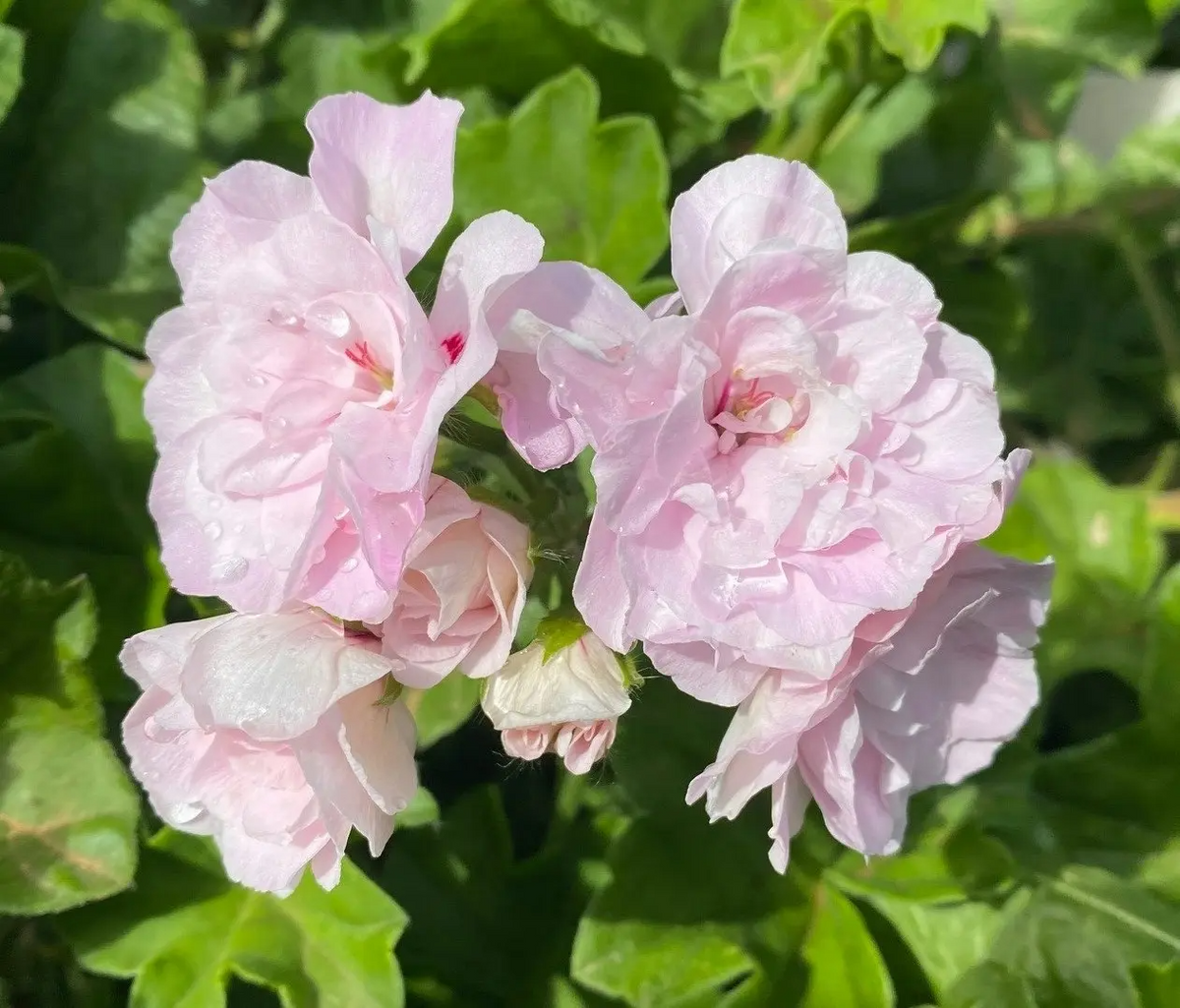 Pelargonium peltatum Ivy Geranium - 2 Unrooted Cuttings, 6"+ - White-Pink Double Blooms