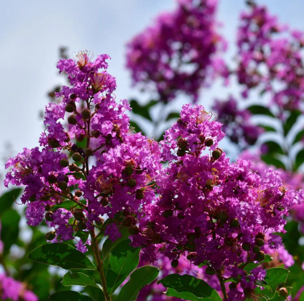 Dark Purple Crepe Myrtle Live Plants - 2 Rooted Bushes/Trees, 8" Flower Clusters, Zones 7-10, Bare Root