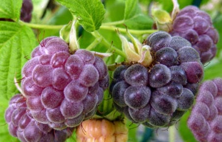 Glencoe Raspberry Plants (5-Pack) - Thornless Purple Raspberry Starter Plants