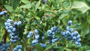 Austin Blueberry Live Cuttings (5-8") | Unrooted Scions for DIY Propagation