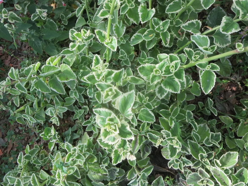Cuban Oregano Cuttings (Plectranthus amboinicus) - 6 Unrooted Stems, Edible Herb