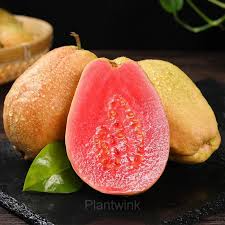 Tropical Strawberry Guava Seeds (Psidium cattleianum) – 50 Organic Seeds, Pink Guava Flavor