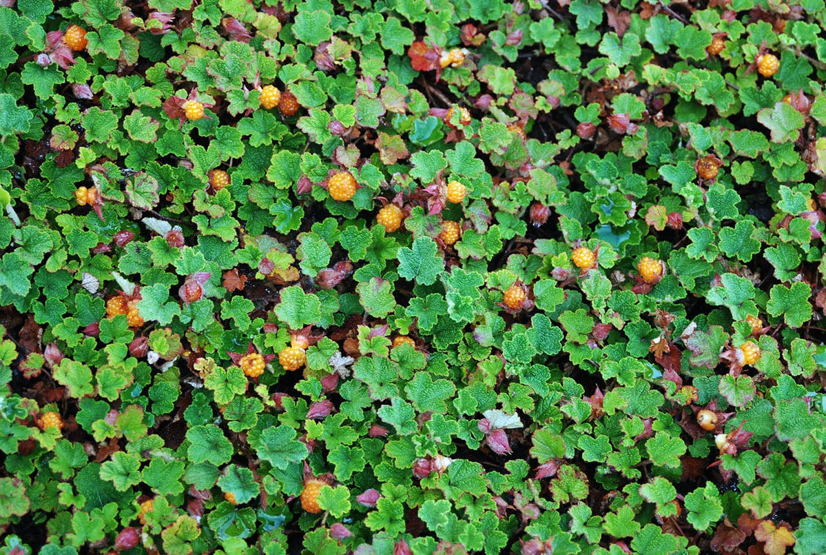 Rubus pentalobus Cuttings - 4 Rooted Cuttings | Formosan Raspberry, Evergreen Ground Cover