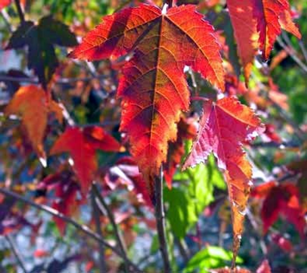 Amur Maple Acer ginnala Seeds - 20 Alaskan-Grown Seeds, Moose-Resistant, Red Fall Foliage