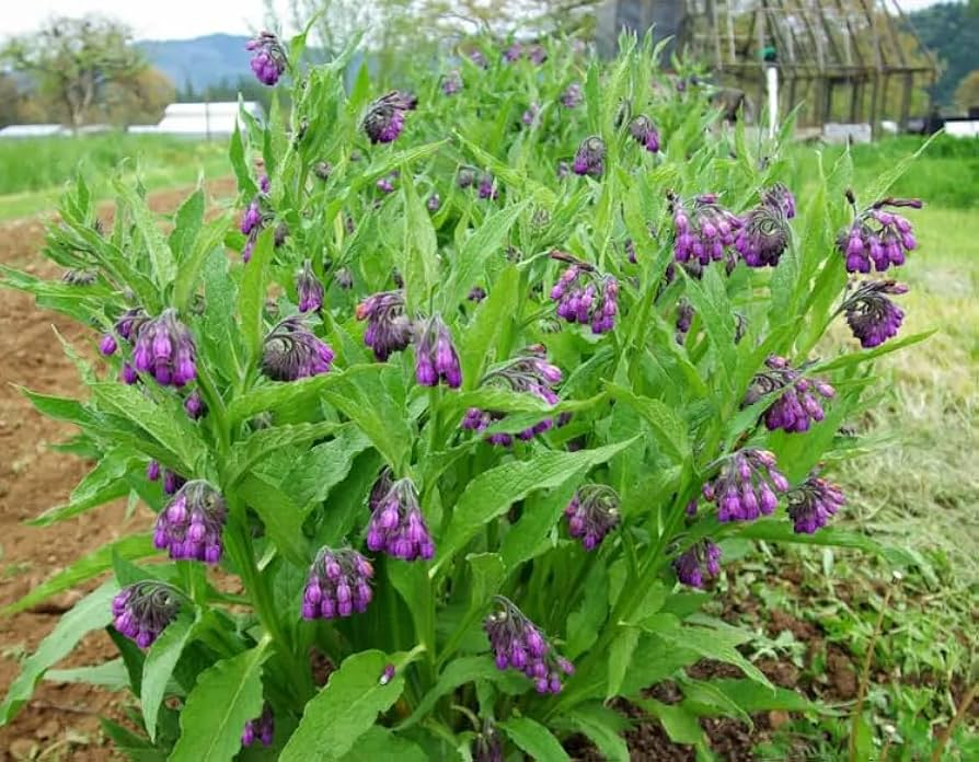 Comfrey Bocking 14 Root Cuttings - 10 ct | Organic Perennial Root Cuttings for Soil Building