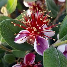 Pineapple Guava Tree Cuttings (Acca sellowiana) - Self-Fertile, Zones 8-11