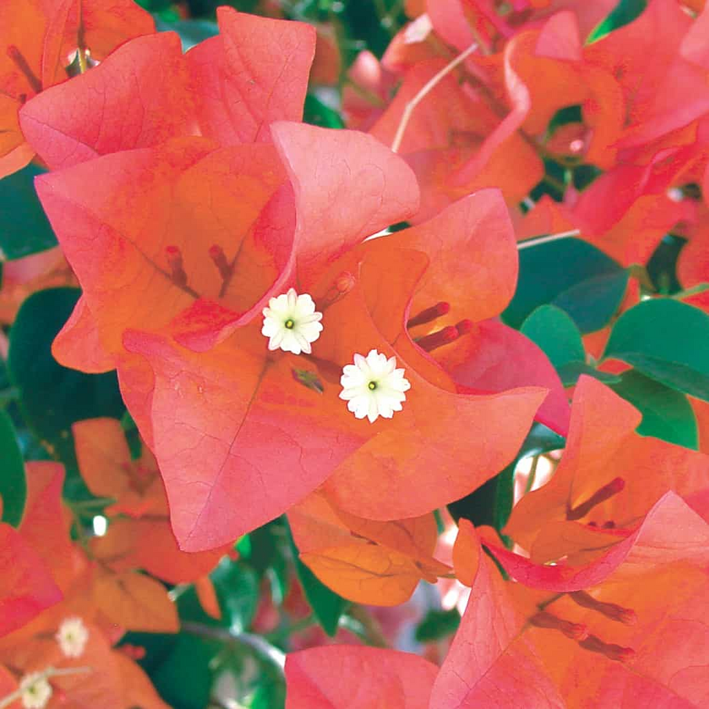 12 Organic Unrooted Pink Orange After Glow Bougainvillea Cuttings – Propagation Material