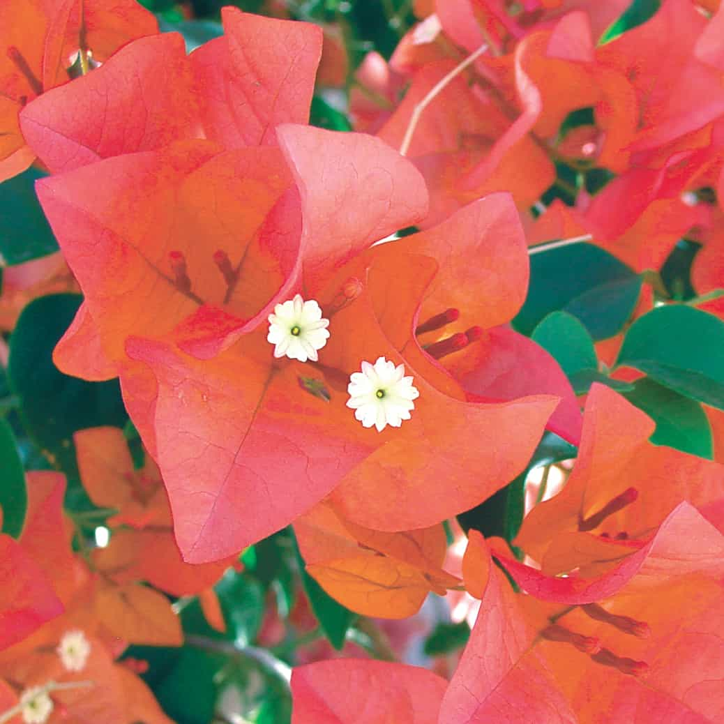 12 Organic Unrooted Pink Orange After Glow Bougainvillea Cuttings – Propagation Material