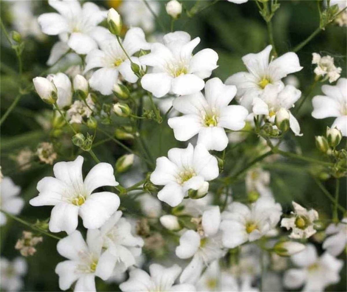 Baby’s Breath Seeds Gypsophila elegans – 1,000 Non-GMO Seeds for Borders & Bouquets